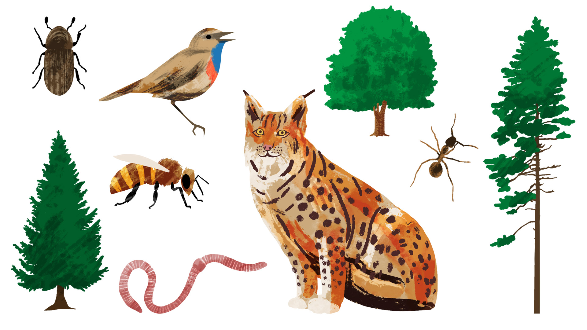 NMZB_Illus01 NMZB_Illus01